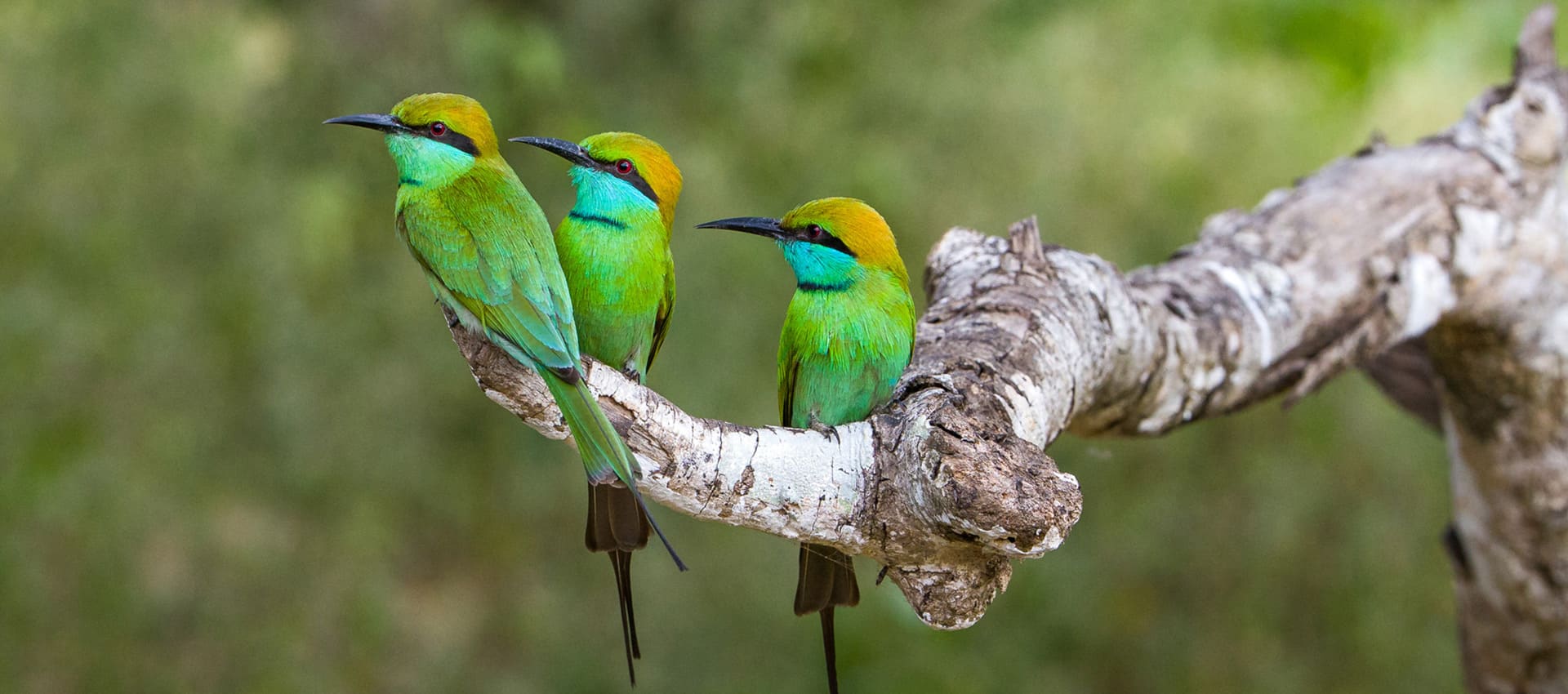 Birdwatching in Jaffna
