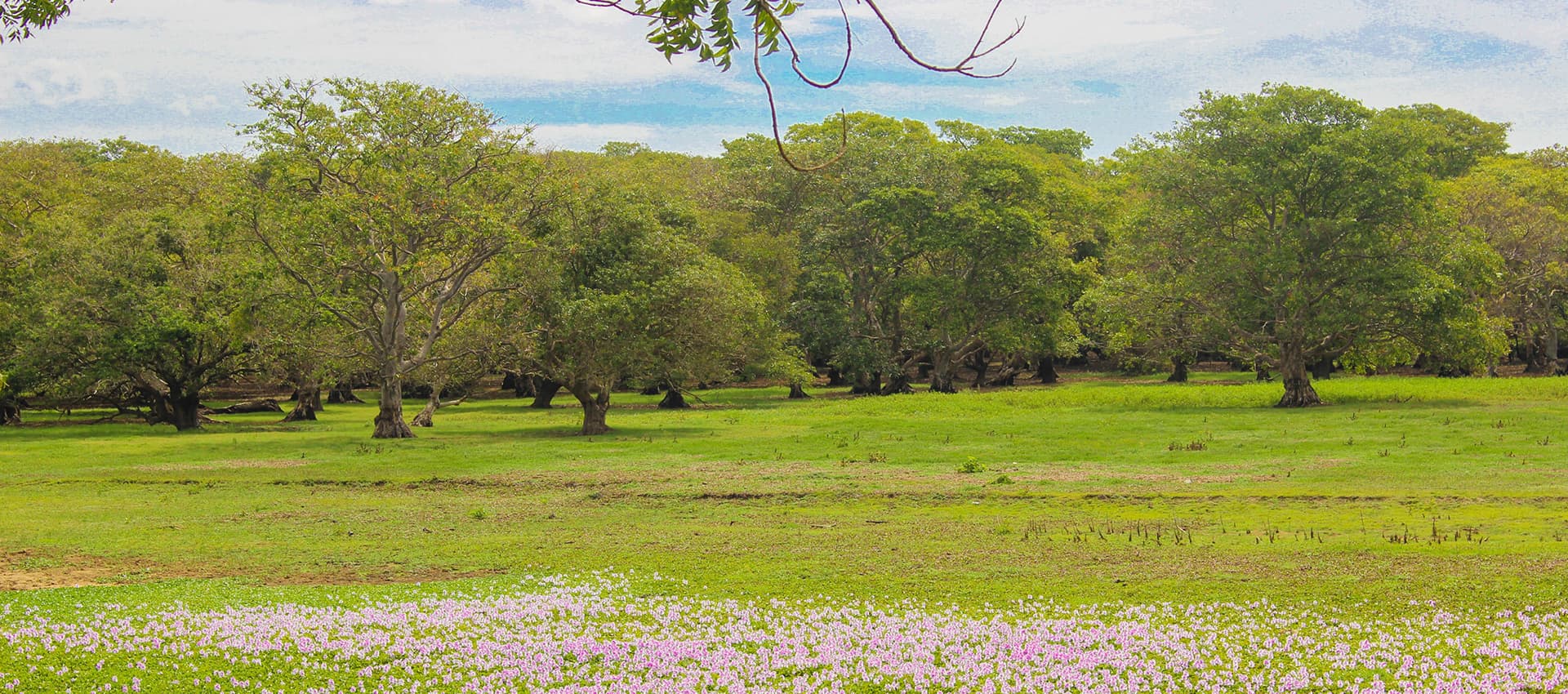 Anawilundawa Wetlands