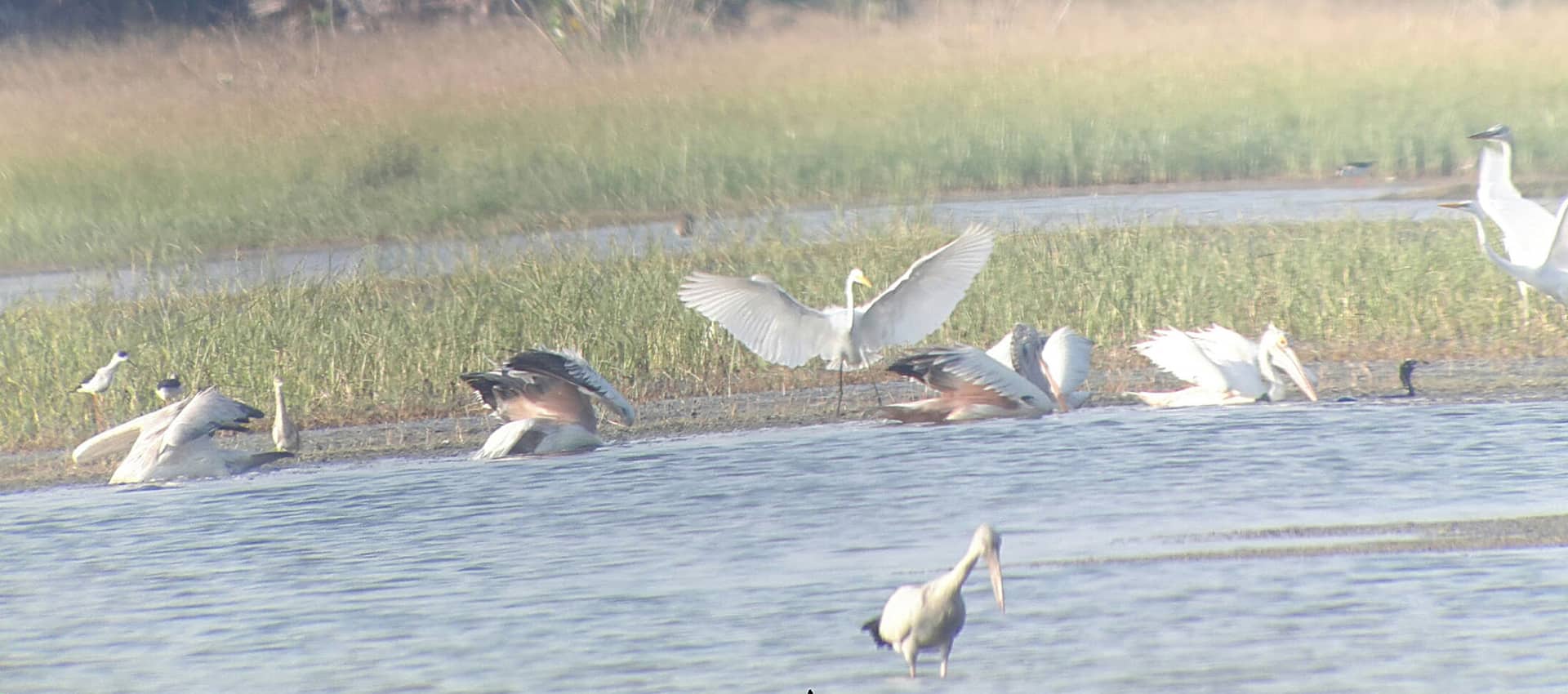 Birdwatching in Jaffna