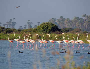 Birdwatching in Jaffna