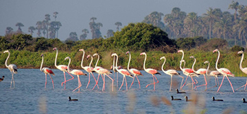 Birdwatching in Jaffna