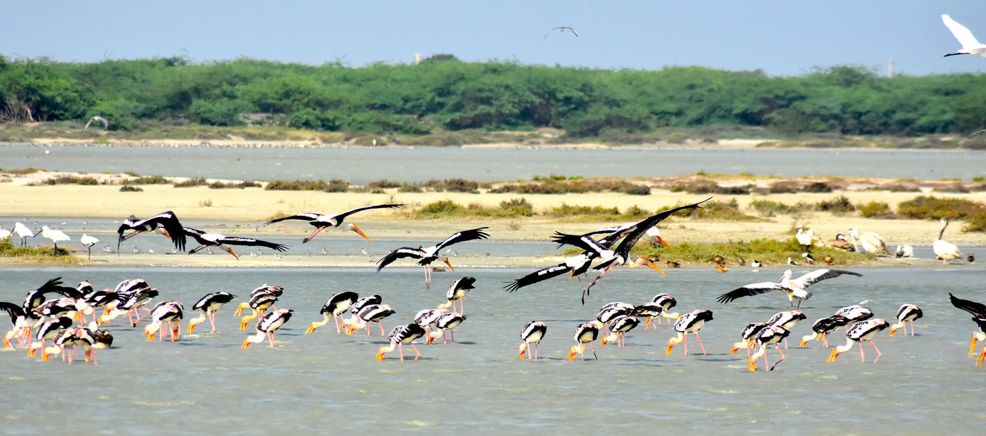 Birdwatching on Mannar Island