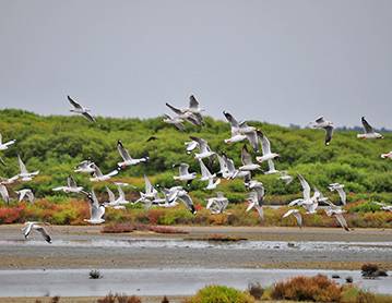Birdwatching on Mannar Island
