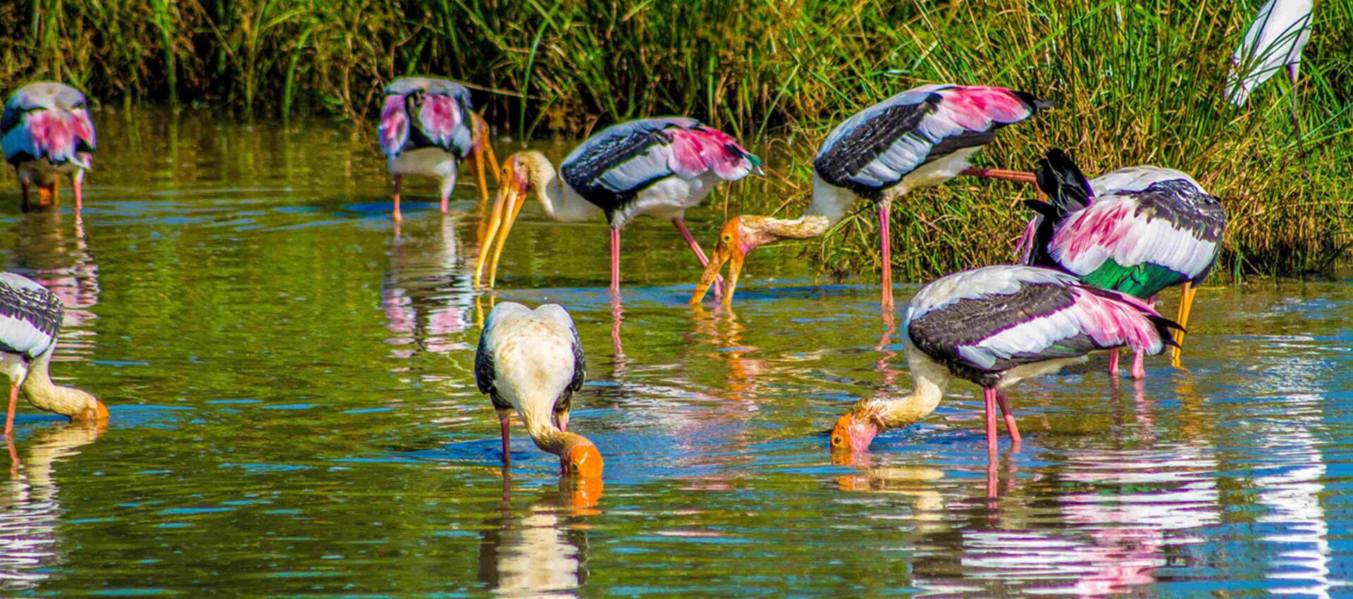 Bundala & Tissa Wetlands