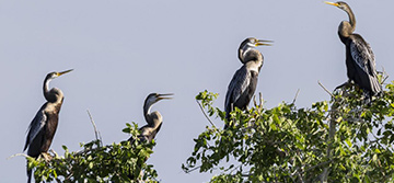 Bundala & Tissa Wetlands