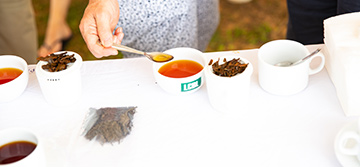 Colombo Tea Factory Tour