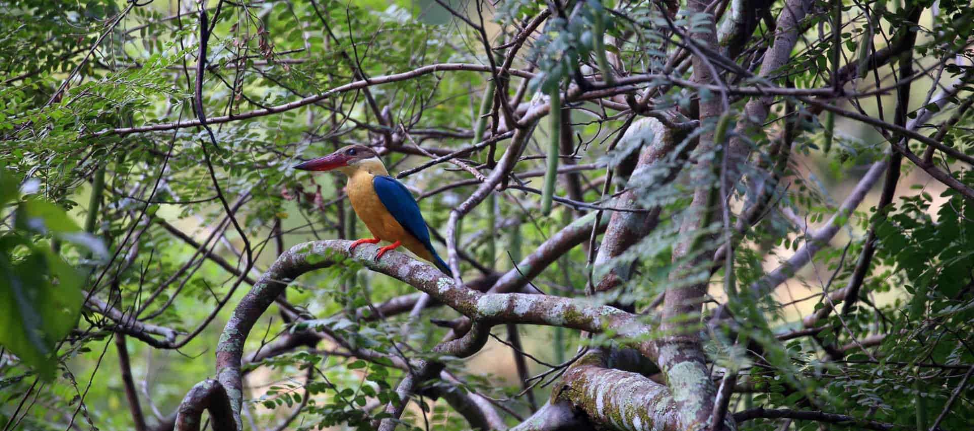 Kalametiya Bird Sanctuary