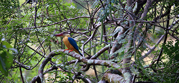 Kalametiya Bird Sanctuary