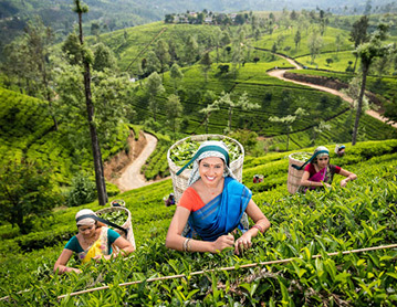 Kandy tea hills trek