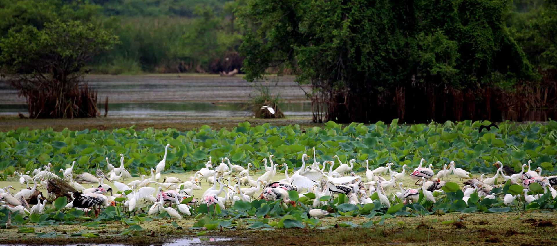 Kumana National Park