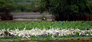 Kumana National Park