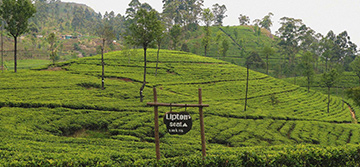 Lipton's Seat