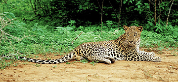 Lunugamvehera National Park