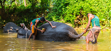 Millenium Elephant Foundation