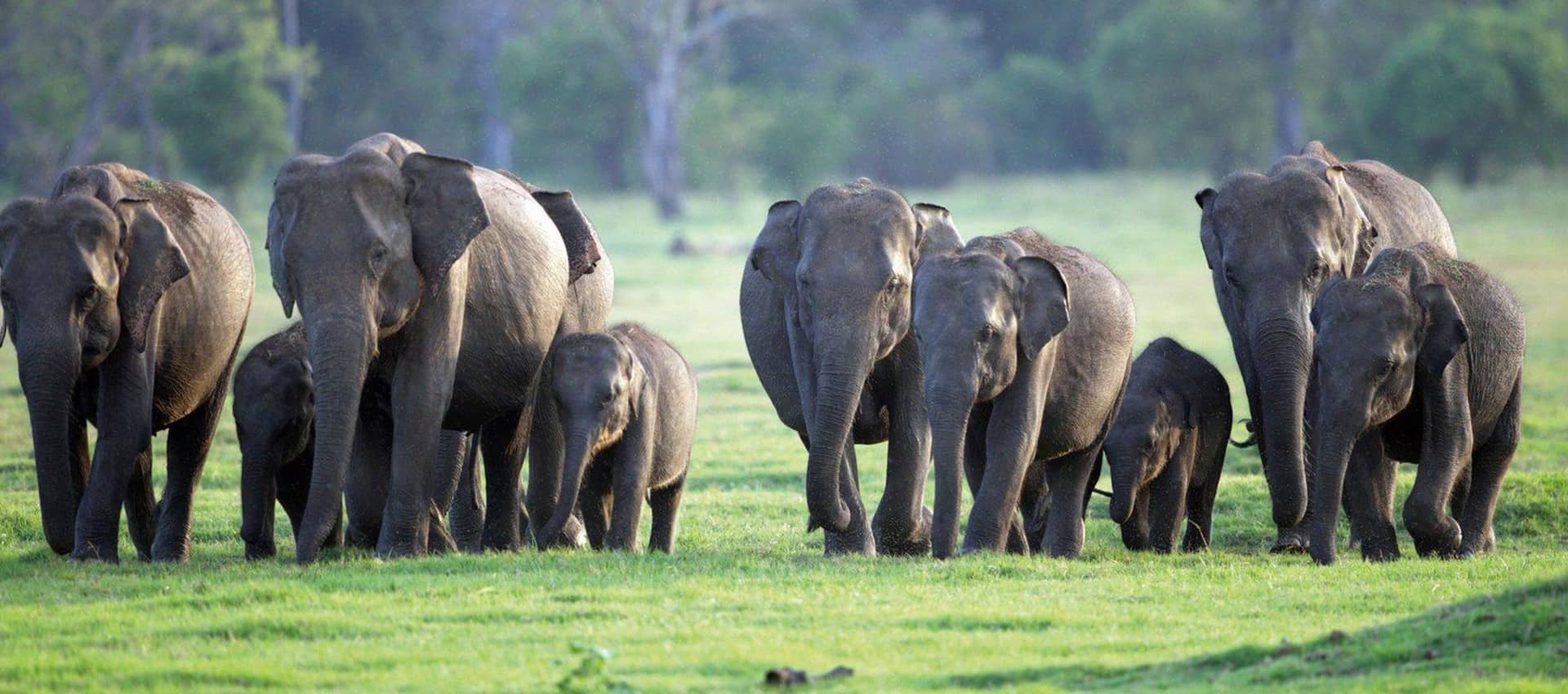 Minneriya National Park