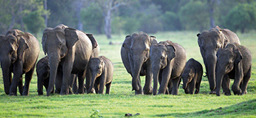 Minneriya National Park
