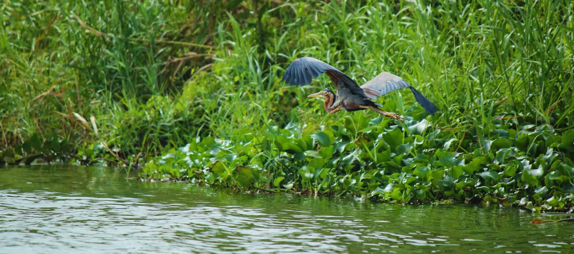 Muthurajawela Wetlands