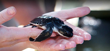 Rekawa Turtle Watch
