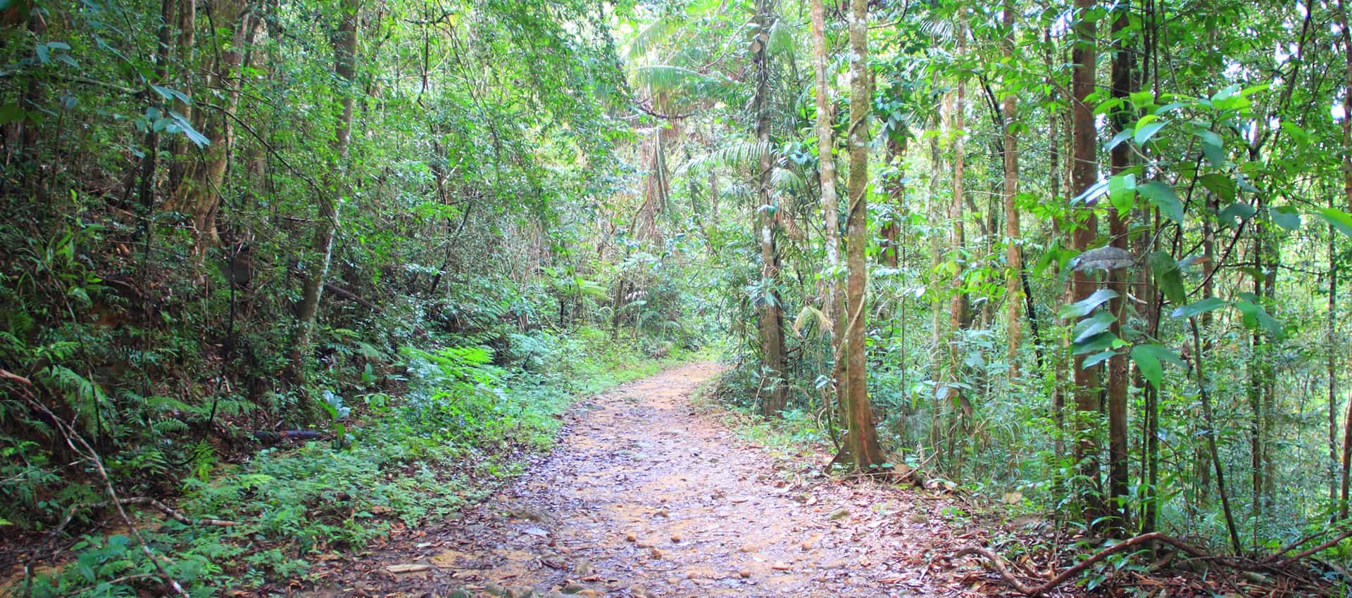 Sinharaja Rainforest