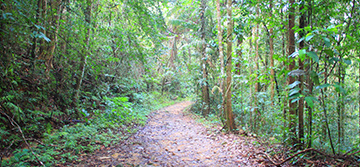 Sinharaja Rainforest
