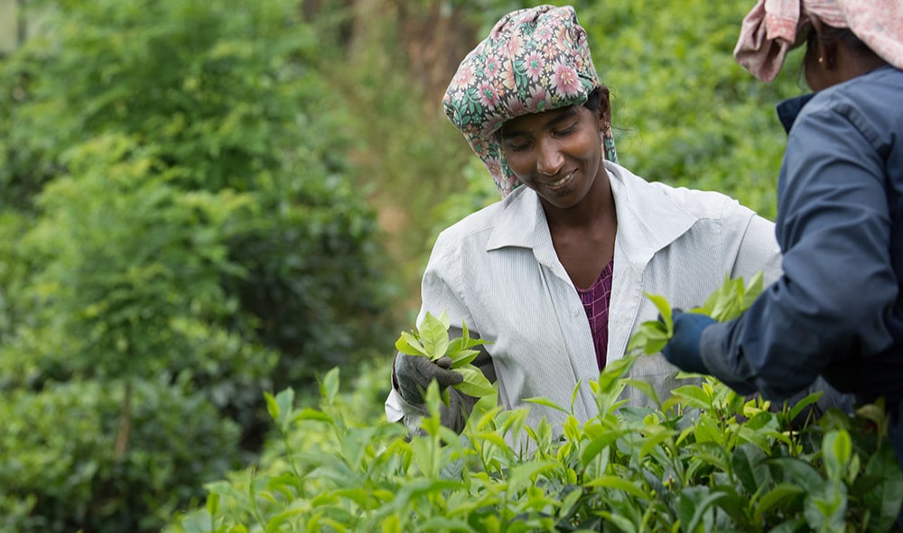 tea factory tour near me