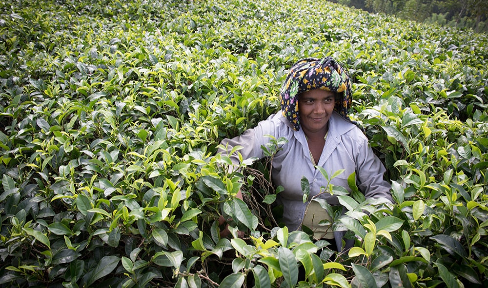 tea factory tour near me