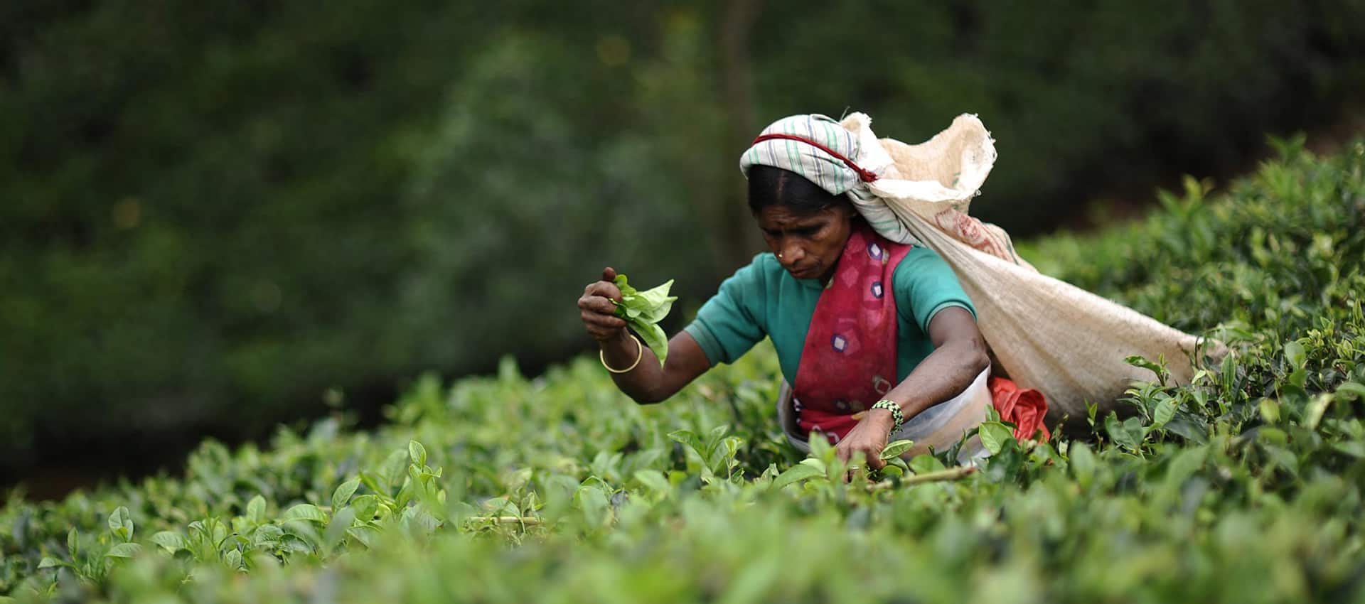 tea factory tour near me