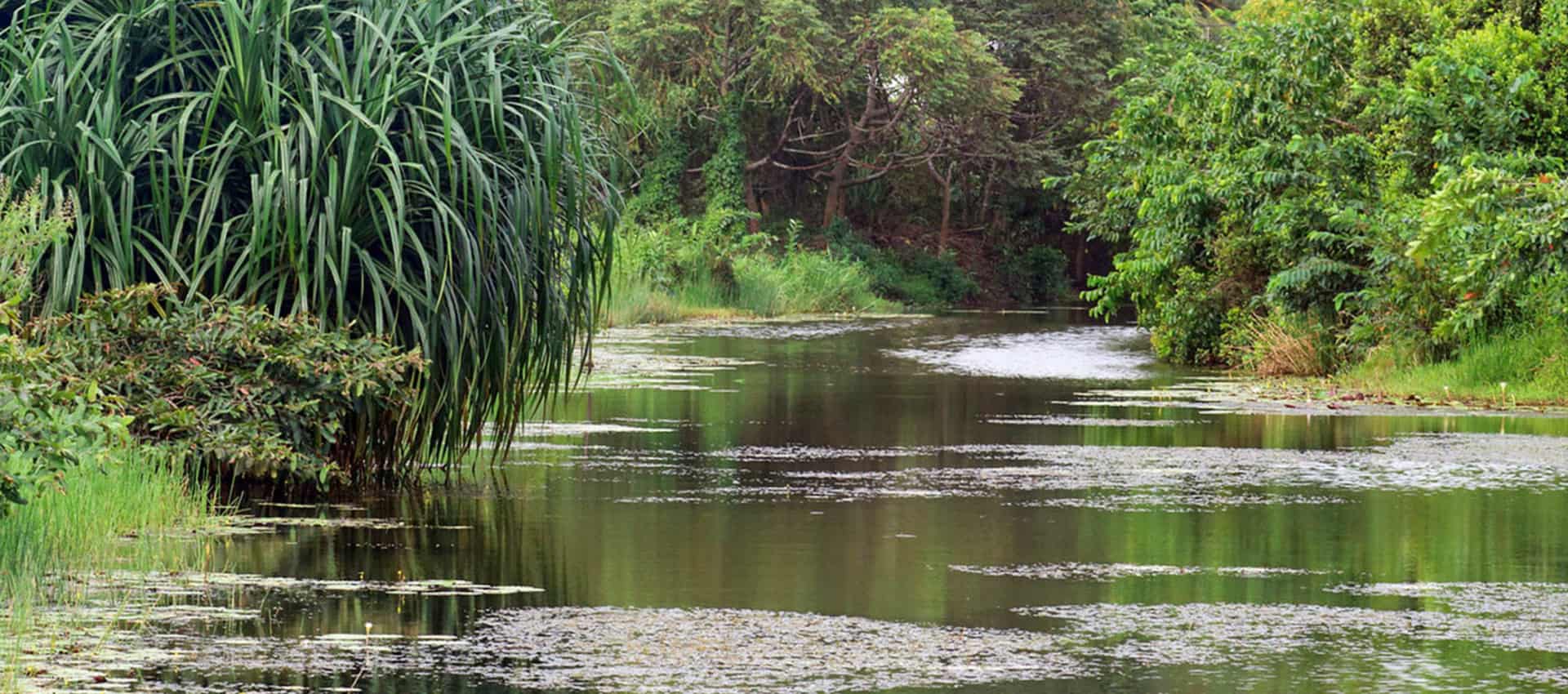 Talangama Wetlands