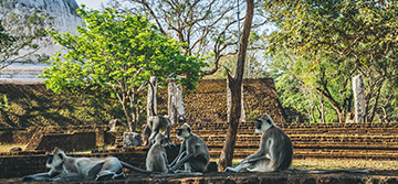 The Monkey Kingdom of Polonnaruwa