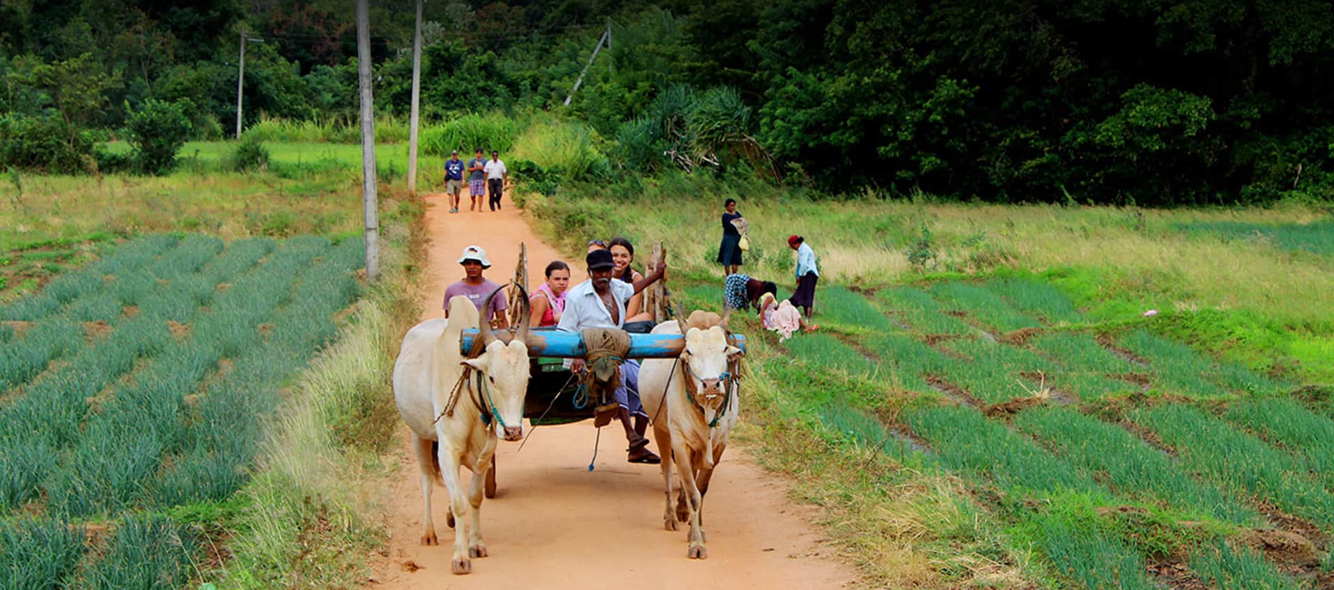 Traditional Sri Lankan Village Life
