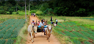Traditional Sri Lankan Village Life