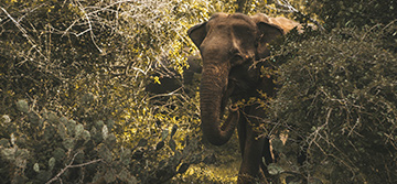 Uda Walawe National Park