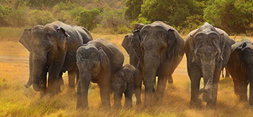 Wasgamuwa National Park