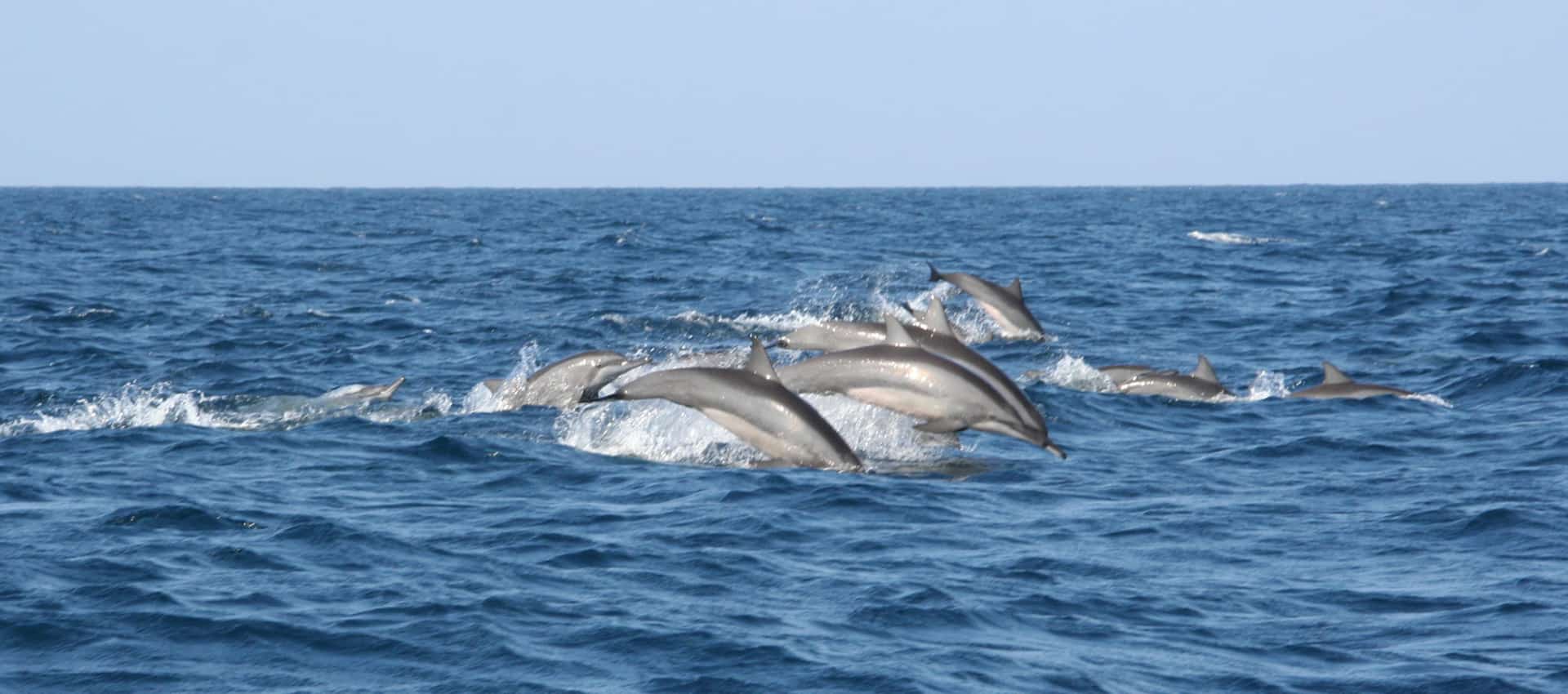 Whale Watching in Mirissa