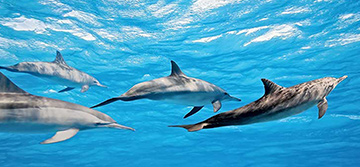 Whale Watching in Mirissa