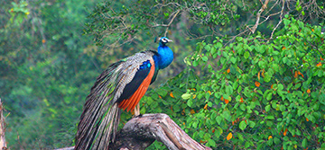 Wilpattu National Park