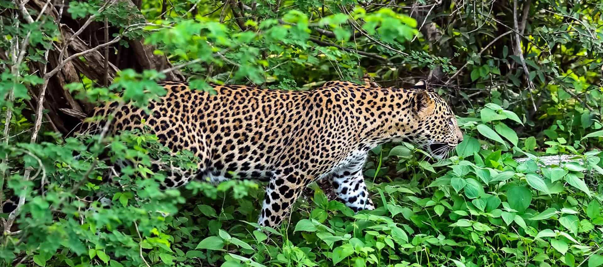 Yala National Park