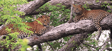 Yala National Park