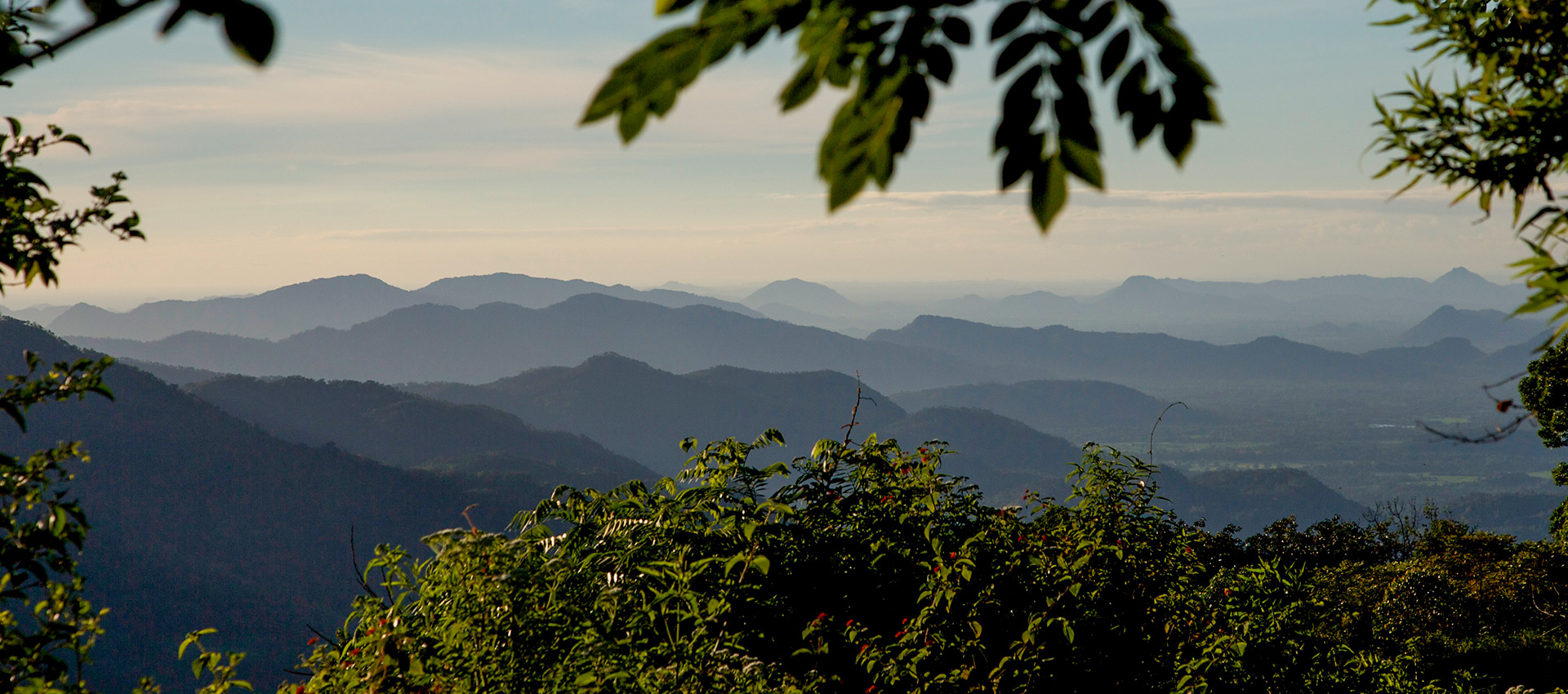 Treks and Tea at Amba Estate