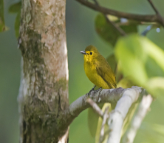 Birdwatching in Sri Lanka Tour