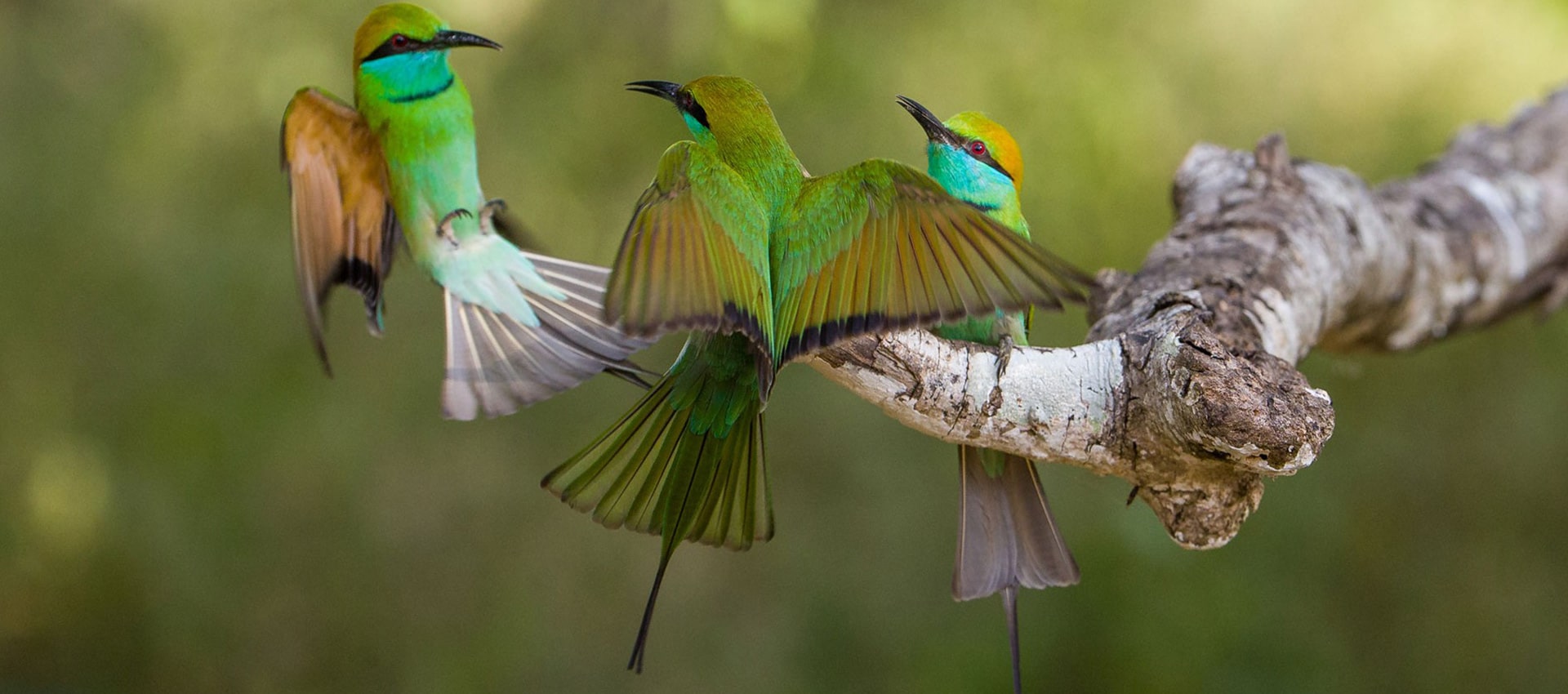 Birdwatching in Sri Lanka Tour