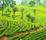 Eco Sri Lanka