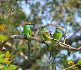 Eco Sri Lanka
