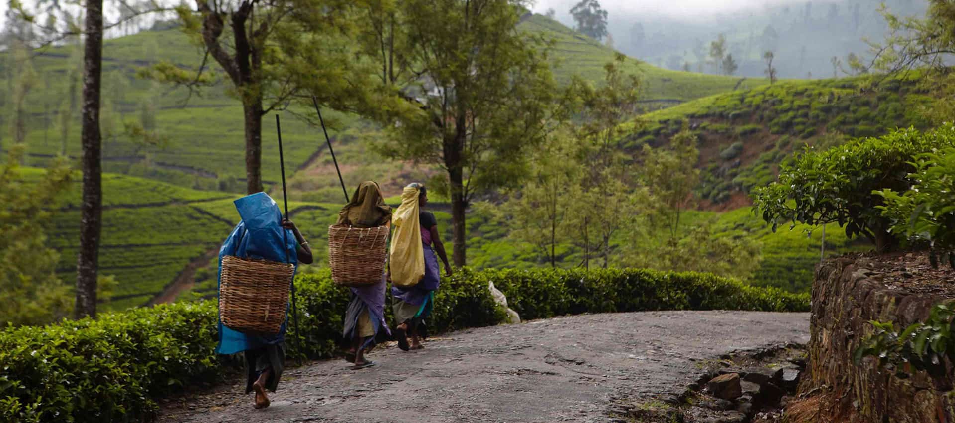 free walking tour sri lanka