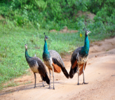 Wildlife of Sri Lanka Tour
